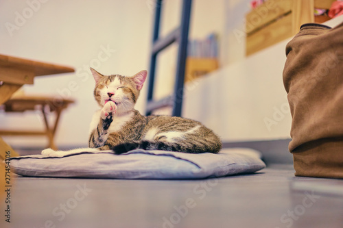 Fototapeta Naklejka Na Ścianę i Meble -  Cat cafe. Cute furry kitten indoor.