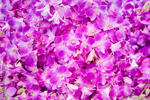 Wallpaper Mural Blossom tropical background. Orchid flowers pattern. Torontodigital.ca