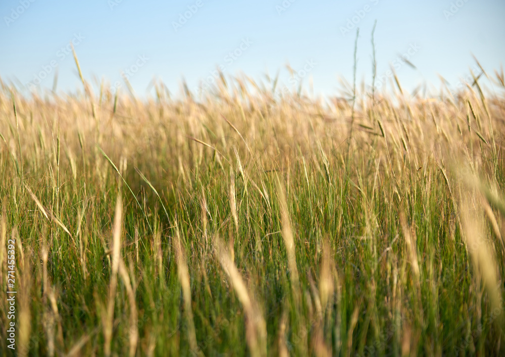 wild steppe on a summer day, Ukraine, Kherson region wild steppe on a summer day, Ukraine, Kherson region