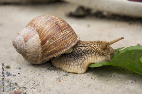 a snail on a stone surface is crawling to the green leaves
