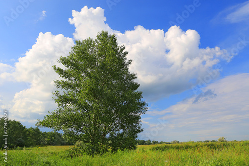 tree on meadow