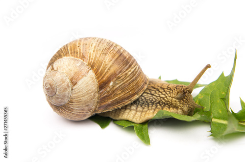snail with green leaf isolated on white