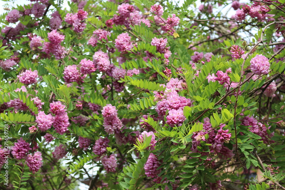 Pink acacia blooms in early summer. Her flowers are very fragrant and beautiful. Pink acacia blooms in early summer. Her flowers are very fragrant and beautiful.