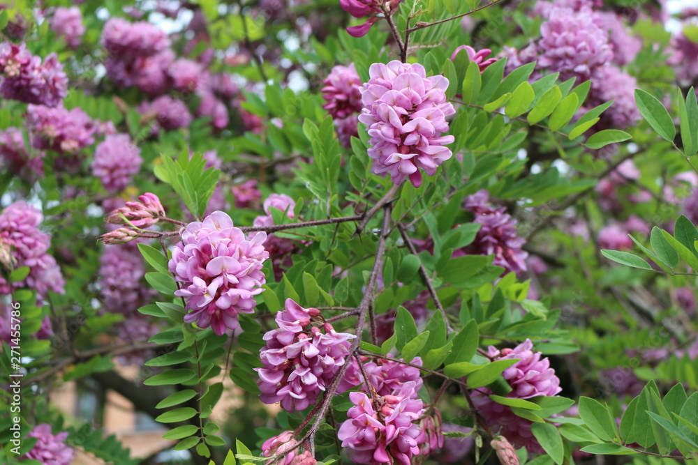 Pink acacia blooms in early summer. Her flowers are very fragrant and beautiful. Pink acacia blooms in early summer. Her flowers are very fragrant and beautiful.