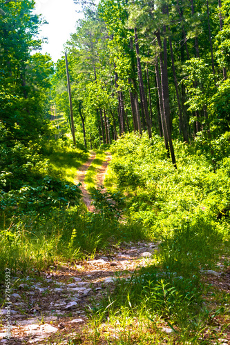 an off road 4x4 trail through the hilly forest