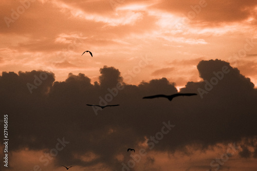 sunset with clouds and birds