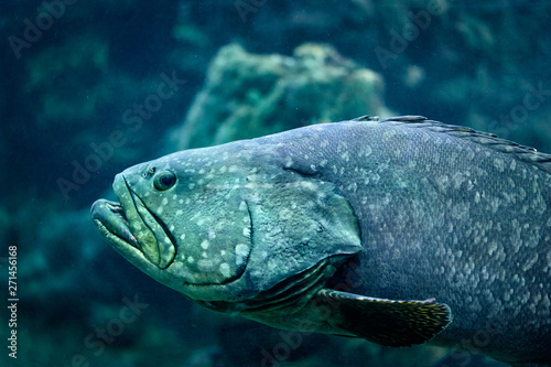 Big grey fish in aquarium. © luengo_ua