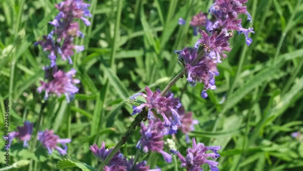 Medicinal aromatic grass sage blooms sunny summer day video clip close-up natural sketch with effects of zooming, moving the camera and slow motion Medicinal aromatic grass sage blooms sunny summer day video clip close-up natural sketch with effects of zooming, moving the camera and slow motion