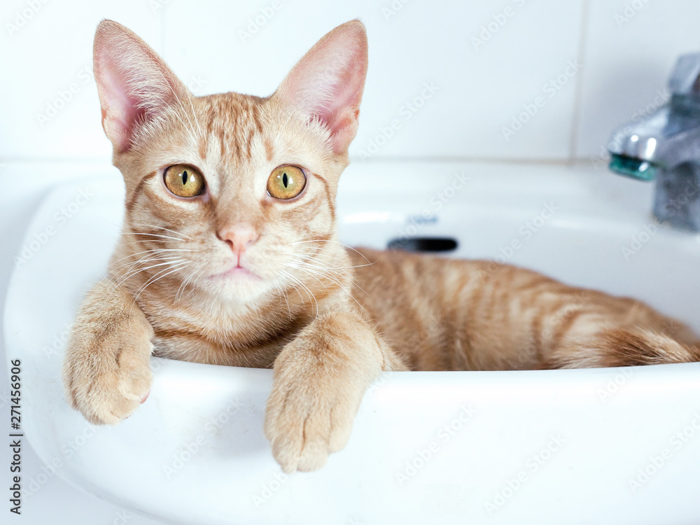 Fototapeta premium Orange tabby Cat looking to camera with beautiful and big yellow eyes and cat lying in sink