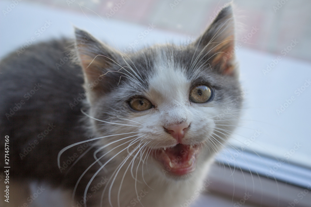 Kitten close-up on the window sill