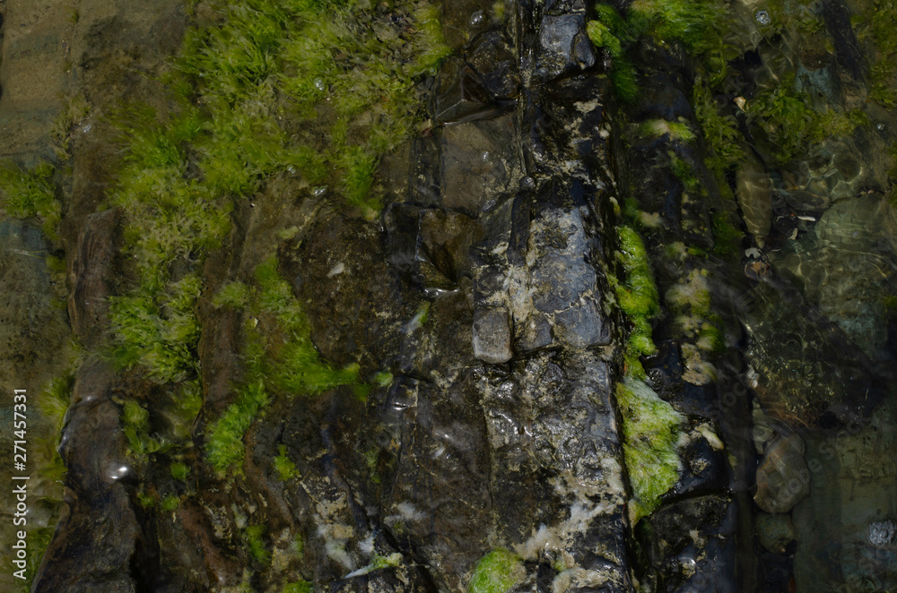 Image of sea stones covered with algae. Image of sea stones covered with algae.