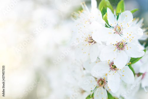 Spring white flower background. Apricot  sweet cherry Blossom tree  white sakura flowers and green leaves on bokeh background