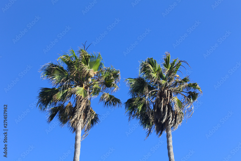 Obraz premium palmeras