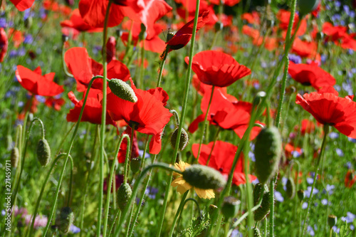 Crowded field of red poppies