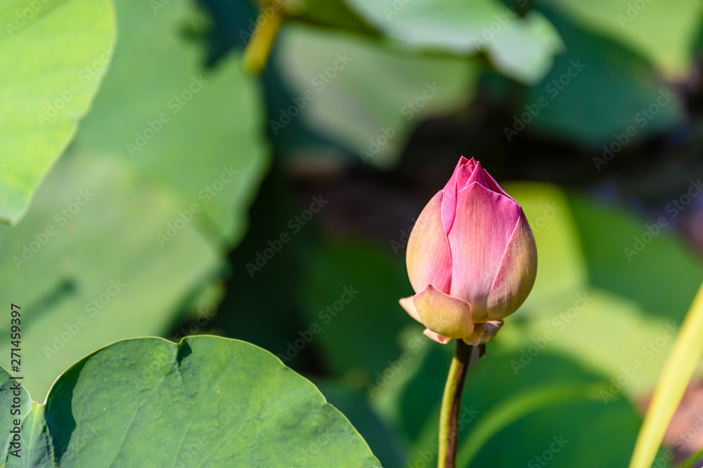 Water lily flower