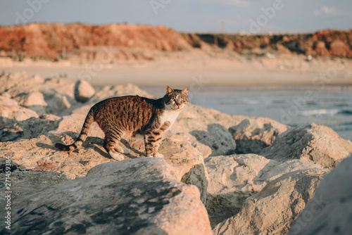 yard cat walking on the beach