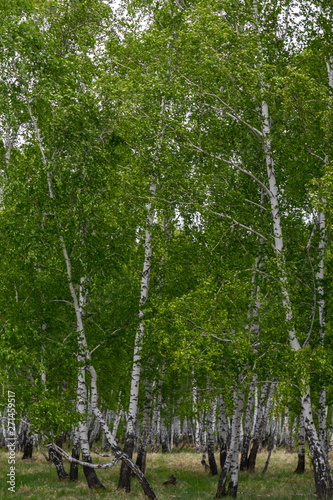 birch forest in spring  tree trunks  background 