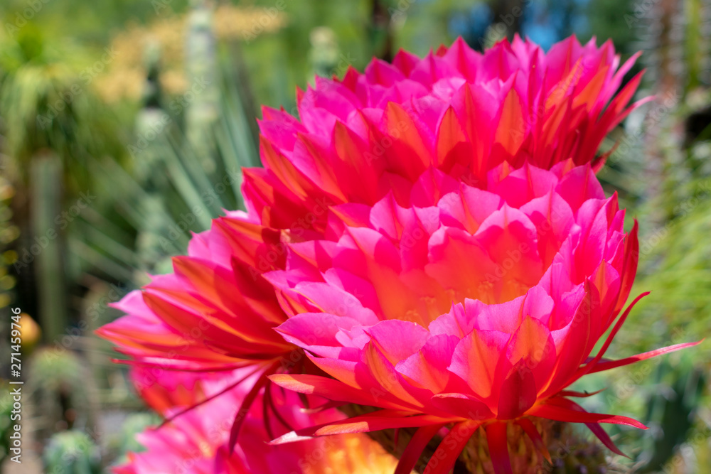 Close up. Red and purple large, beautiful and colorful flowers of hedgehog echinopsis cactus in full bloom in cactus garden