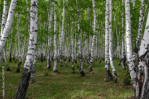 birch forest in spring  tree trunks  background 
