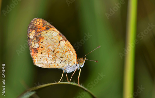 Pearl Crescent Butterfly (Phyciodes tharos) roosting on a curved blade of grass with its wings upright. Photo taken in Houston, TX. © Brett