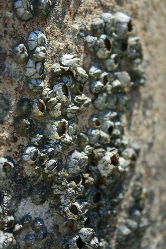 Barnacles