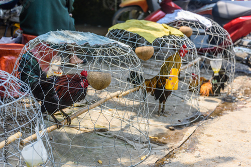Cocks in cages at a cockfighting meeting, Meekong Delta, Vietnam