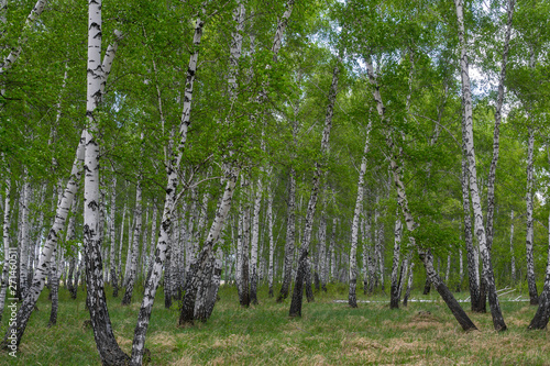Fototapeta Naklejka Na Ścianę i Meble -  birch forest in spring, tree trunks, background 