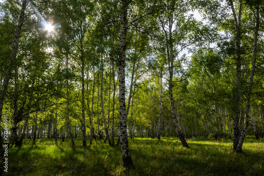 birch forest in spring, tree trunks, background 