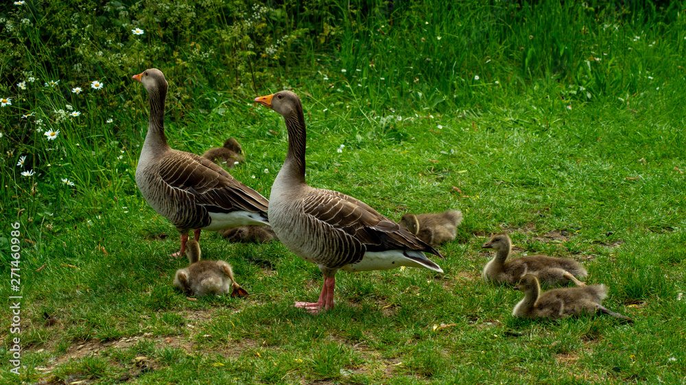 Greylag Geese and Goslings on side of lake