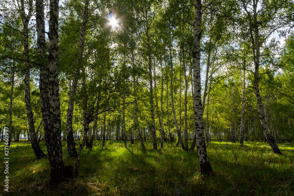 birch forest in spring, tree trunks, background birch forest in spring, tree trunks, background