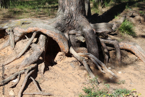  Interlocking powerful tree roots