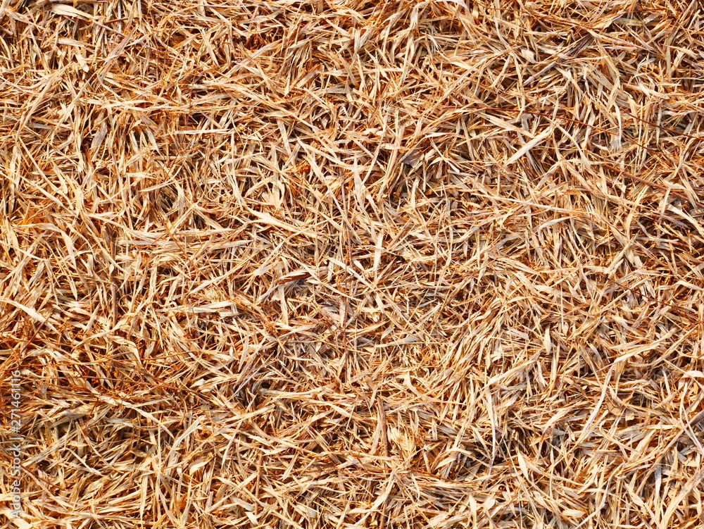 dried grass field nature background dried grass field nature background