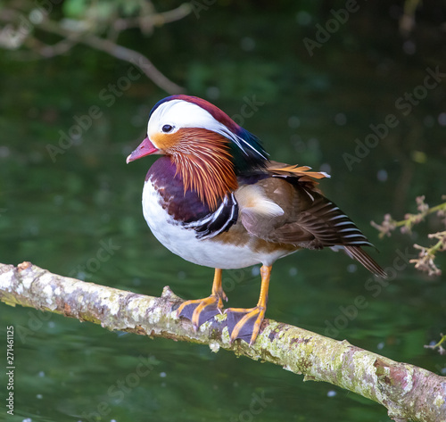 mandarin duck