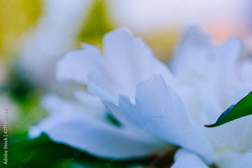 Fototapeta premium Blurry delicate white peony petals on a soft background in the summer garden