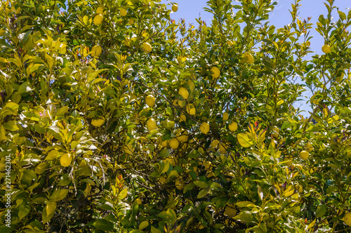 Lemons growing on a lemon tree, Portugal