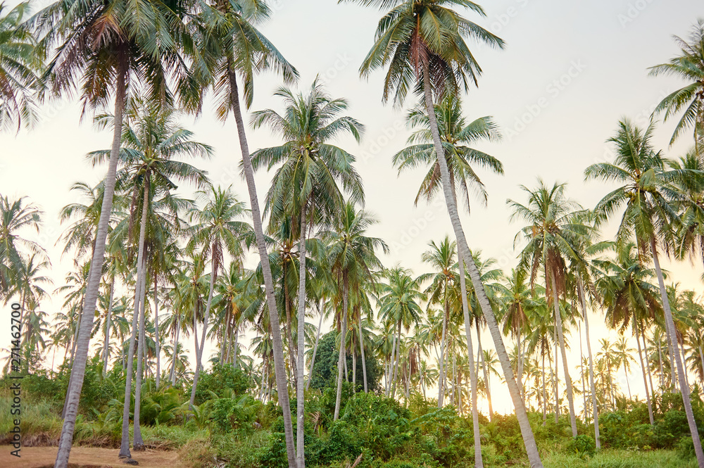 Landscape. Coconut palms plantation. Landscape. Coconut palms plantation.