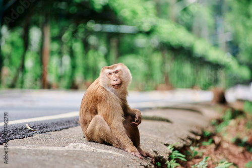 Cute monkey sits near road in Thailand