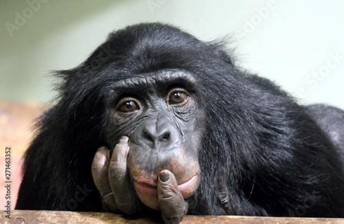 Fotografia chimp chimpanzee sad (pan troglodyte looking deep and thoughtful stock photo pho