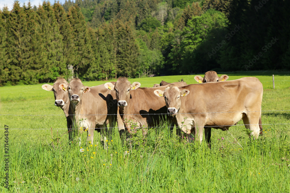 Brown cows in pastures in the foothills of the Alps Brown cows in pastures in the foothills of the Alps