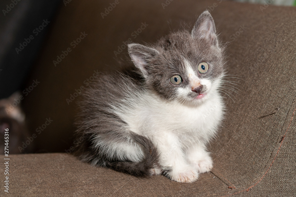 Obraz premium Little cat playing on the home