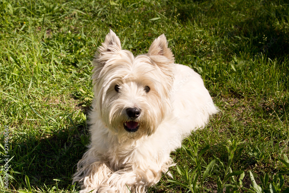 The West highland white Terrier on a green lawn.. The West highland white Terrier on a green lawn..