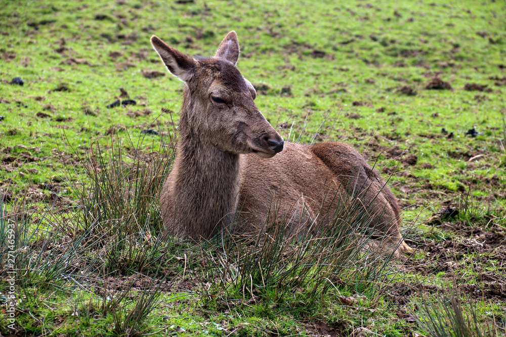 Deer Resting in an Open Field
