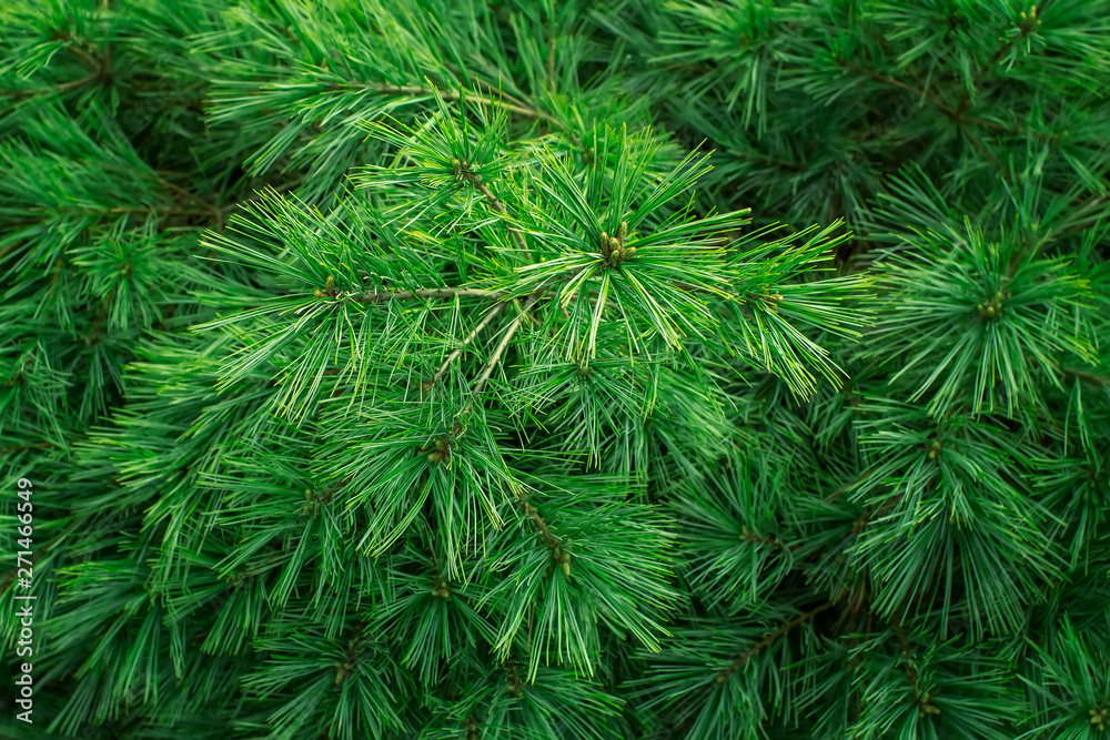 Natural green background of a pine tree branch close up. 