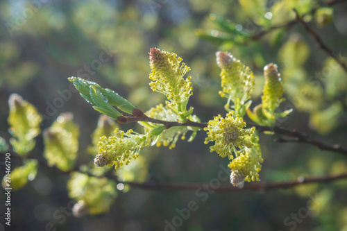Yellow inflorescence and leaf bud on spring branch