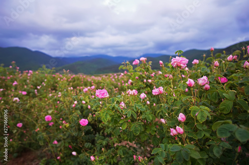 Fototapeta Naklejka Na Ścianę i Meble -  Beautiful Bulgarian Damask Roses