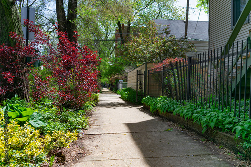 Plant Lined Sidewalk Scene next to Homes in Wicker Park Chicago photo