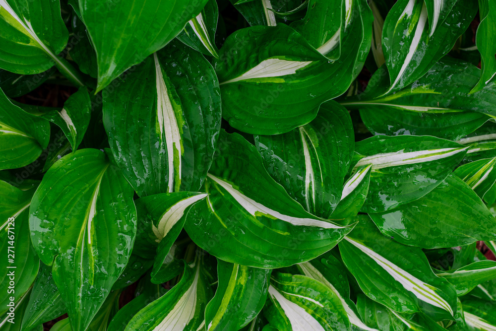 Green and white hosta plant. Hosta plants with wet leaves. Rain covered hosta plants. Upclose macro of Green hosta leaves. Green and white hosta plant. Hosta plants with wet leaves. Rain covered hosta plants. Upclose macro of Green hosta leaves.