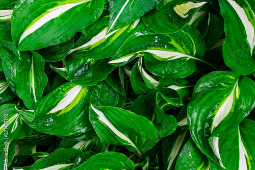 Green and white hosta plant. Hosta plants with wet leaves. Rain covered hosta plants. Upclose macro of Green hosta leaves.