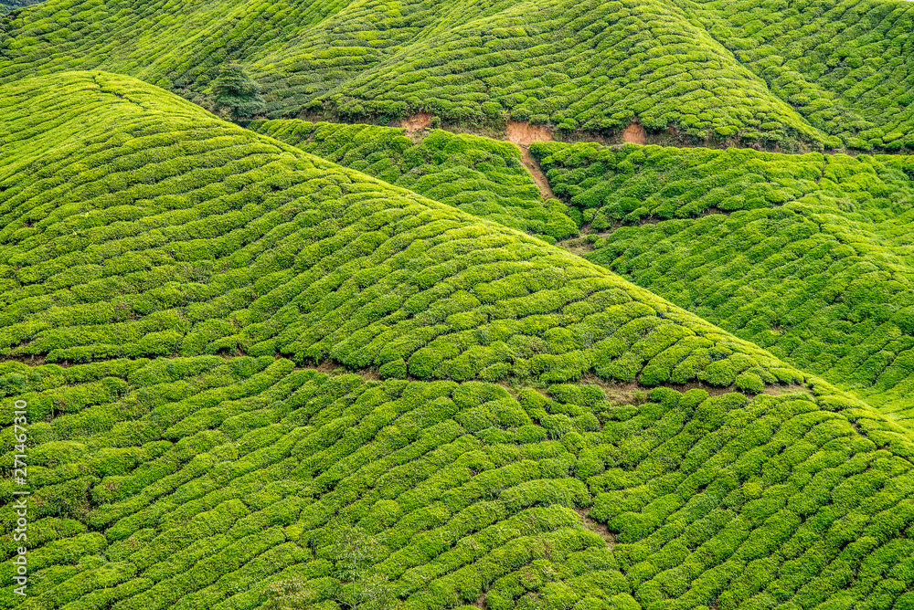 Beautiful of Greenery hill of tea farm at Cameron Highlands Pahang, Malaysia Beautiful of Greenery hill of tea farm at Cameron Highlands Pahang, Malaysia
