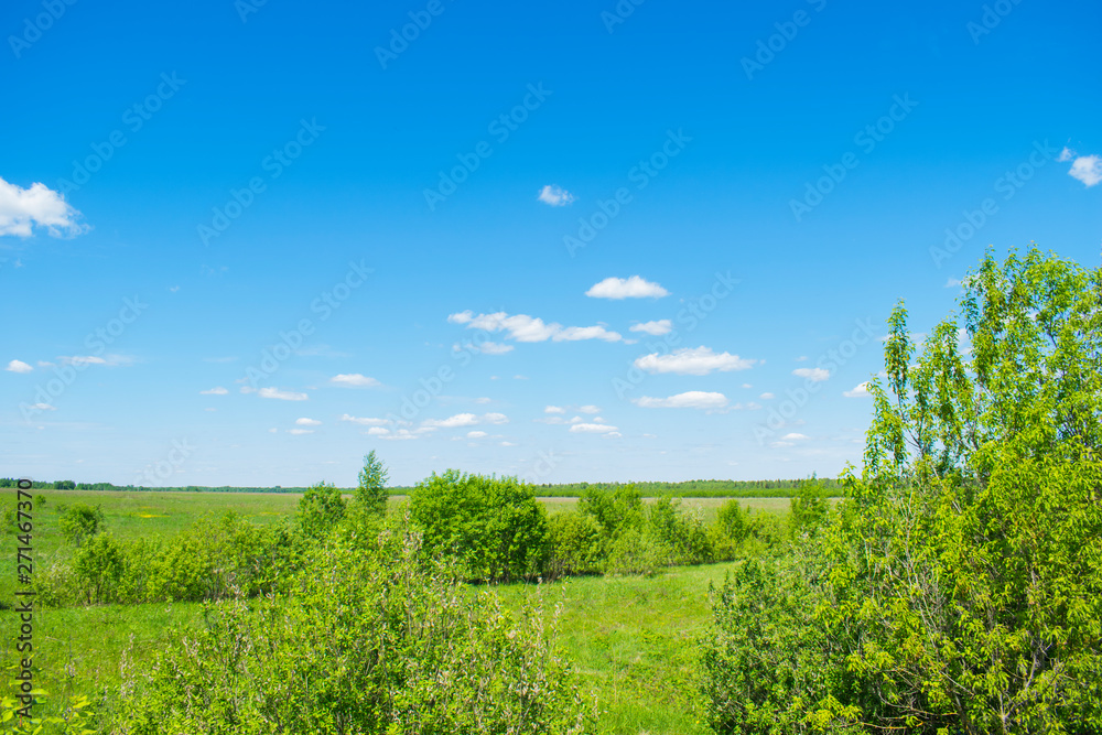 Russian nature, landscapes field. Grass, wood and sky